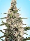 graine cannabis Swazi x Skunk