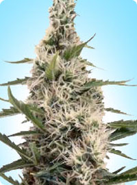 cannabis seeds Swazi x Skunk