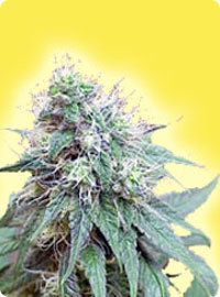 cannabis seeds Feminized Blue Berries