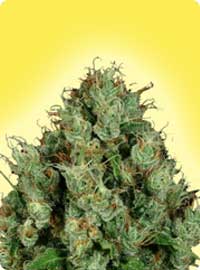 graine cannabis Diesel Femelle