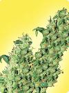 cannabis seeds Feminized Jacky Herer