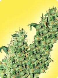 cannabis seeds Feminized Jacky Herer