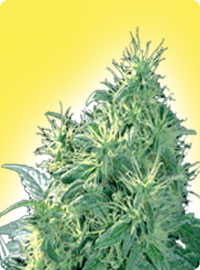 cannabis seeds Female Northern Light