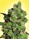 graine cannabis Super Skunk femelle