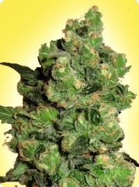 Gefeminiseerde Super Skunk