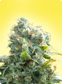 Feminizadas White Widow