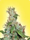 cannabis seeds Feminized Haze