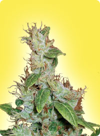 Feminized Haze