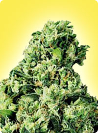 cannabis seeds Skunk #1 feminized