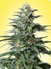 graine cannabis Big Bud femelle