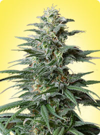 Big Bud feminized