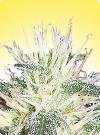 cannabis seeds Feminized Pure Power Plant