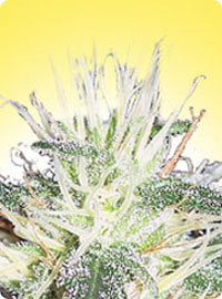 cannabis seeds Feminized Pure Power Plant