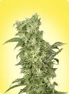graine cannabis Snow White femelle