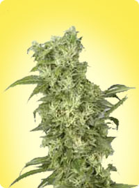 graine cannabis Snow White femelle