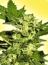 cannabis seeds Lowryder feminized