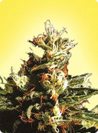 cannabis seeds Northern Pride  (5  female seeds)