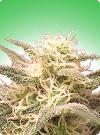 cannabis seeds AK-48