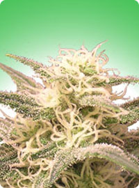 cannabis seeds AK-48