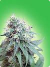 cannabis seeds Blue Berries