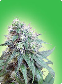 cannabis seeds Blue Berries