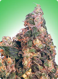 graine cannabis Blue Mystic