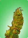 cannabis seeds Bubblelicious