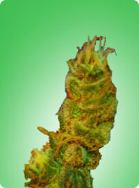 cannabis seeds Bubblelicious