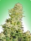 cannabis seeds Chrystal