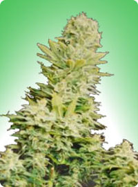 cannabis seeds Chrystal