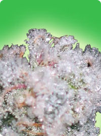 graine cannabis Ice
