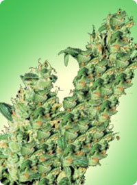 cannabis seeds Jacky Herer