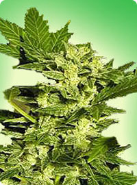 graine cannabis Lowryder