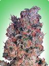 cannabis seeds Misty