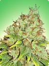 cannabis seeds Sensi Star