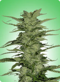 cannabis seeds Snow White