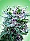 cannabis seeds Top 44