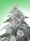 graine cannabis White Rhino