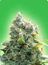 cannabis seeds White Widow