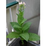 Nicotiana tabacum seeds