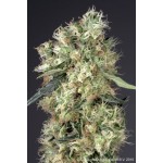 Dutch Haze - Feminized