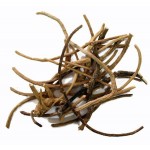 African Dream Root (Silene capensis)