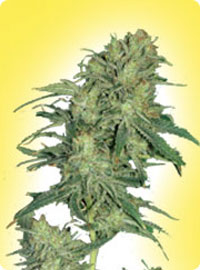 graine cannabis Afghani Hindu Kush femelle