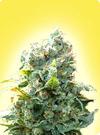 cannabis seeds Feminized K2