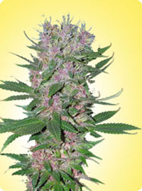 Feminized Purple Power