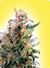 cannabis seeds Feminized California Orange Bud