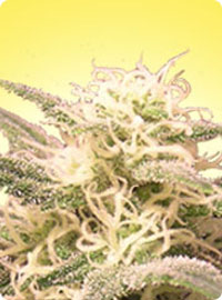 cannabis seeds Feminized AK-48