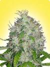 graine cannabis Master Kush femelle