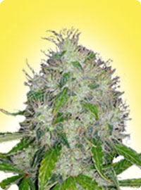 graine cannabis Master Kush femelle