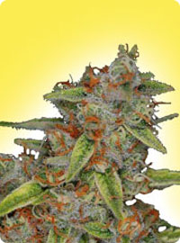 cannabis seeds Feminized Highway Delight